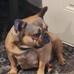 Moxie - French Bulldog
