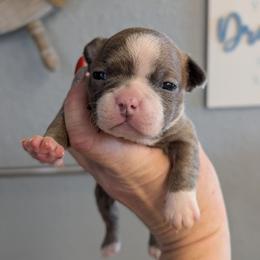 Blue Fawn female 1 - Blue female Boston Terrier puppy in Oak Hills, California from All American Boston Terriers