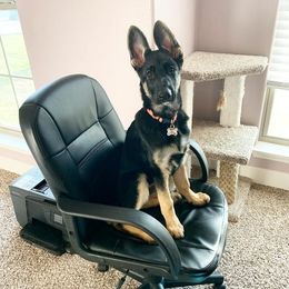 German Shepherd Puppies from Sevilla German Shepherds