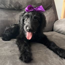 Miss Purple - Black and white female Aussiedoodle puppy in Taylor, Missouri from Pawsitively Doodles