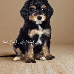Aussiedoodle, Bernedoodle, Cockapoo, Miniature Australian Shepherd, Poodle, and Sheepadoodle Puppies from Jam's Doodles And Poodles