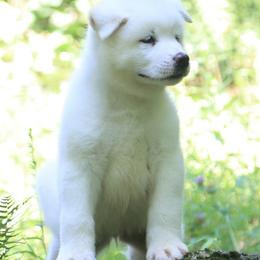 Clementine - White female Akita puppy in Rahway, New Jersey from Apexx Akitas