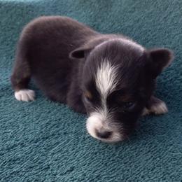 Toy Australian Shepherds from Lynda's Aussies