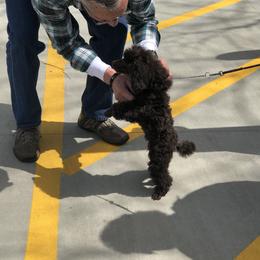 Poodle Puppies from Phare Poodles
