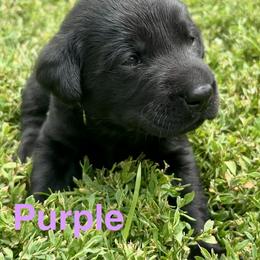 Purple - Black female Labrador Retriever puppy in Blue Earth, Minnesota from K4 Kennels- British Labs