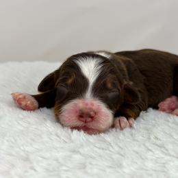 Brew - Tri-color male Bernedoodle puppy in Fleming, Colorado from Vandenbark Doodles