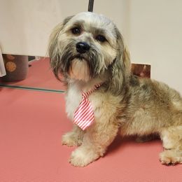Remus - Havanese