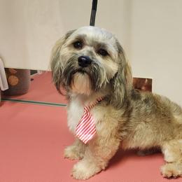 Remus - Havanese