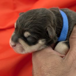 Puppy1 - Black male Miniature Schnauzer puppy in Cumming, Georgia from Bella Pups LLC