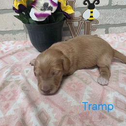 Tramp - Cream male Dachshund puppy in Grant, Michigan from Low Down Dashchuand