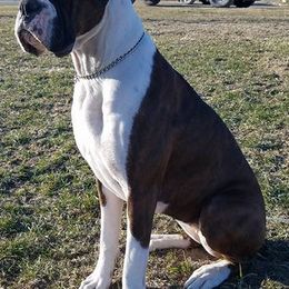 Boxers and Great Danes from Boxers and Great Danes