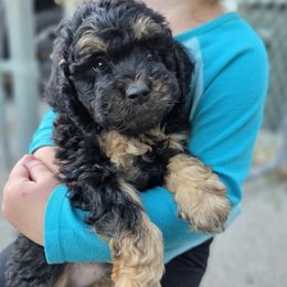 Raya - Black and white female Sheepadoodle puppy in Blackfoot, Idaho from Draper Mountain Doodles