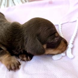 Pixie - Chocolate and tan female Dachshund puppy in Hendersonville, North Carolina from Snarky Doxy Miniature Dachshunds