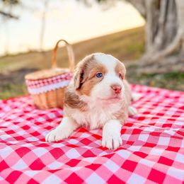 Australian Shepherd and Miniature American Shepherd Puppies from Alolan Angel Aussies