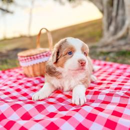 Australian Shepherd and Miniature American Shepherd Puppies from Alolan Angel Aussies