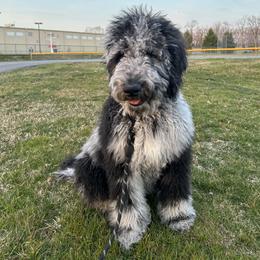 Labrador Retriever and Sheepadoodle All Grown Up from Bitler Family Puppies