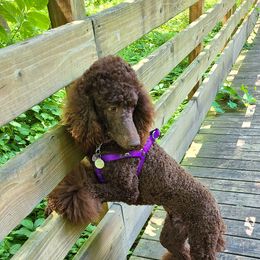 Poodle Puppies from My Buddies Puppies