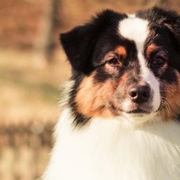 Australian Shepherds from Mine Creek Aussies