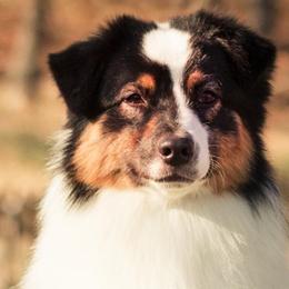 Australian Shepherds from Mine Creek Aussies