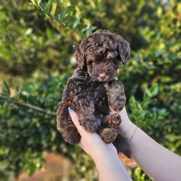 Kirk - Phantom male Bernedoodle puppy in Mobile, Alabama from Doodle Dreams