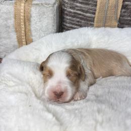 Corduroy - Caramel male Australian Labradoodle puppy in Dawson, Georgia from Still Pond Australian Labradoodles
