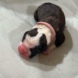 Pink Collar - Brindle female Boxer puppy in Merritt Island, Florida from Nate & Julia’s Boxers