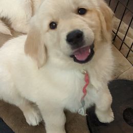 Golden Retriever Puppies from Sandy's Golden Pups