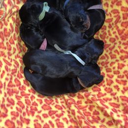 Black and Tan Coonhound Puppies from HawkWillow Hounds