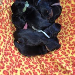 Black and Tan Coonhound Puppies from HawkWillow Hounds