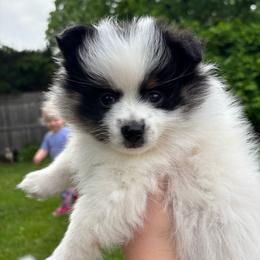 Princess Gina - Black parti female Pomeranian puppy in Enfield, Connecticut from That Pom Haus