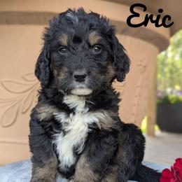 Eric - Tri-color male Bernedoodle puppy in Lancaster, Minnesota from Richardville Hunde
