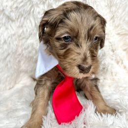 Prince - Merle male Goldendoodle puppy in Holly Springs, Georgia from Libby Lou’s Goldendoodles