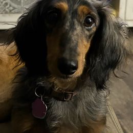 Polly - Dachshund