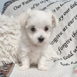Molly - White female Maltese puppy in Austin, Texas from Austin Maltese Babies
