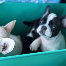 French Bulldog and Labrador Retriever Puppies from Desiree Ortiz's French Bull Dogs and Labrador Retrievers