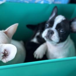 French Bulldog and Labrador Retriever Puppies from Desiree Ortiz's French Bull Dogs and Labrador Retrievers