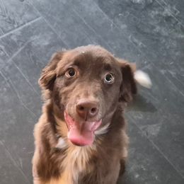 Brown - Red & white male Australian Shepherd puppy in Pemberville, Ohio from Samara's Australian Shepherds