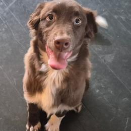 Brown - Red & white male Australian Shepherd puppy in Pemberville, Ohio from Samara's Australian Shepherds