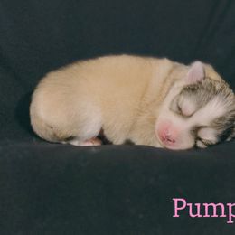 Pumpkin - Silver and white female Pomsky puppy in Winston, Oregon from Arctic Tails Spitz