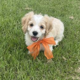 Astro - Buff and white male Cockapoo puppy in Elgin, Texas from Good Grief Doodles