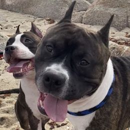 American Staffordshire Terriers from baycitiesamstaffs