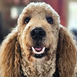 Bo - Goldendoodle
