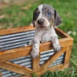 Kendall Blue pie girl smooth - Blue and tan female Dachshund puppy in Herald, California from Bluegum Dachshunds