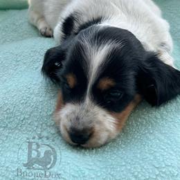 Max - Black and tan male Dachshund puppy in Lexington, Oklahoma from Terry's Dachshunds (BooneDox Mini Dachshunds)