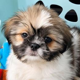 Tilly - Brindle female Shih Tzu puppy in Stroudsburg, Pennsylvania from Puppyville Pa Shih Tzu & frenchies