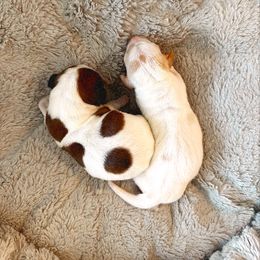 Dachshund Puppies from Magnolia Dachshunds