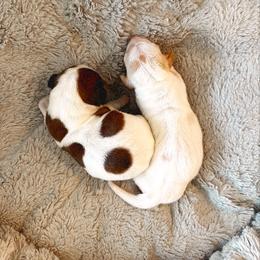 Dachshund Puppies from Magnolia Dachshunds