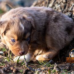 Miniature American Shepherd, Miniature Australian Shepherd, and Toy Australian Shepherd Puppies from Best Little Aussies