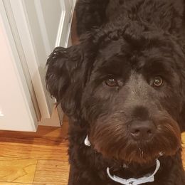 Portuguese Water Dog Puppies from Blue Run PWD