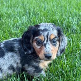 Wyatt - Dapple male Dachshund puppy in Salem, Oregon from Longdox Mini Dachshunds